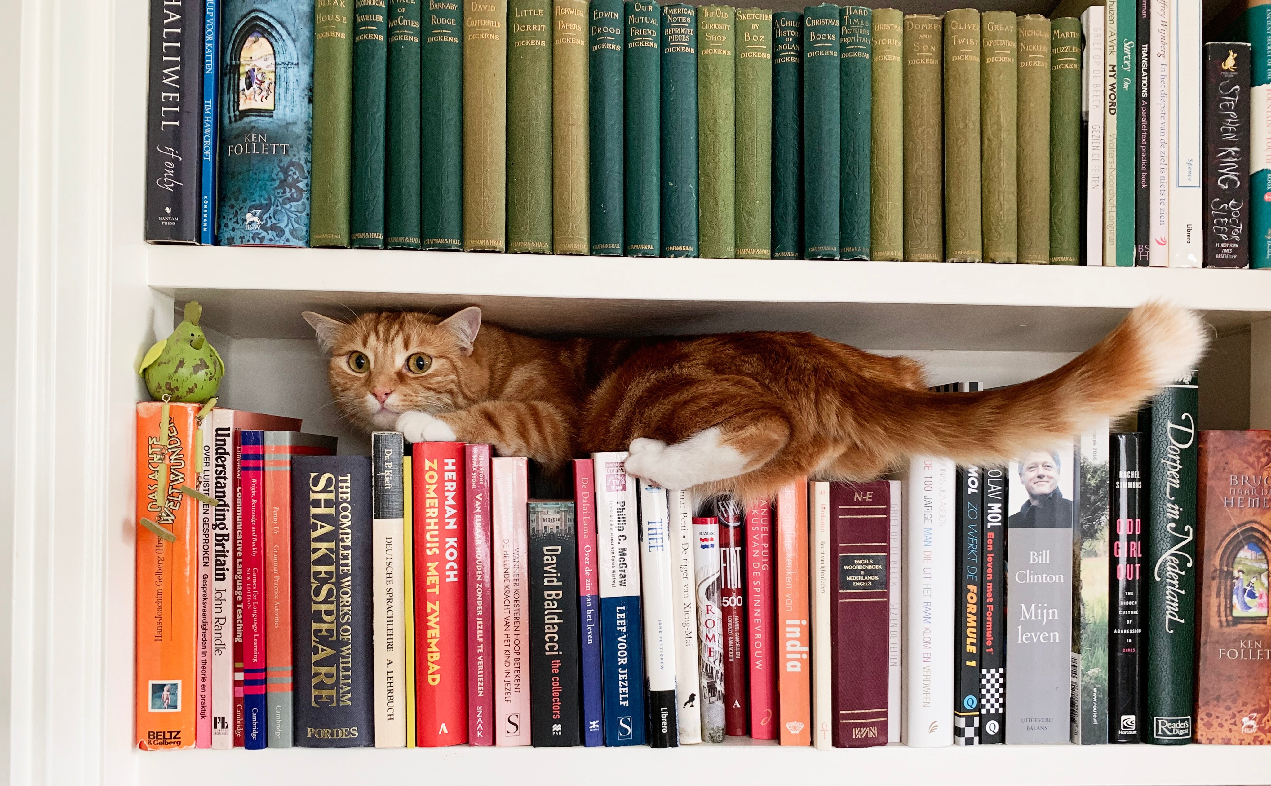 Cat book